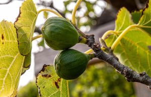 كيف يحوّل التين ثاني أكسيد الكربون إلى حجر جيري في التربة؟